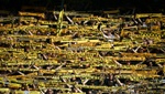 Spielmann le da al Young Boys en el 89' la Copa y el doblete en Suiza