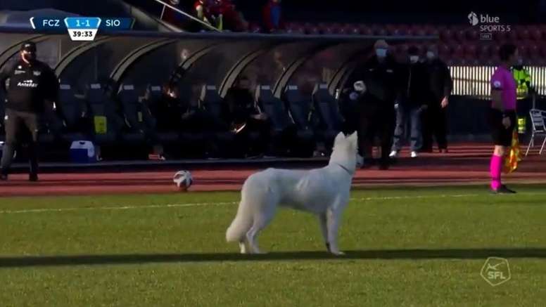 ¡El perro del presidente del Zurich saltó al césped y obligó a detener el partido! Captura/BlueSport