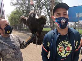 El águila del América, protagonista antes de jugar contra Tijuana. DUGOUT