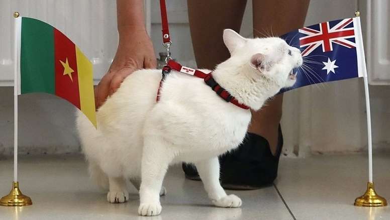 Achilles Le Chat Sourd Predit La Victoire De La Belgique Besoccer Achilles Le Chat Sourd Predit La Victoire De La Belgique Besoccer