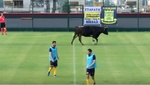¡Lo nunca visto! Una vaca se cuela en un partido amistoso