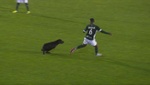 Un perro persigue a un jugador brasileño en pleno partido