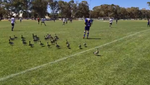 No hay aficionados... ¡pero sí hay patos!